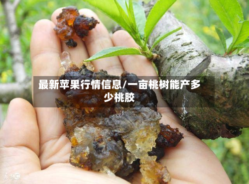 最新苹果行情信息/一亩桃树能产多少桃胶