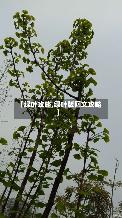 【绿叶攻略,绿叶版图文攻略】
