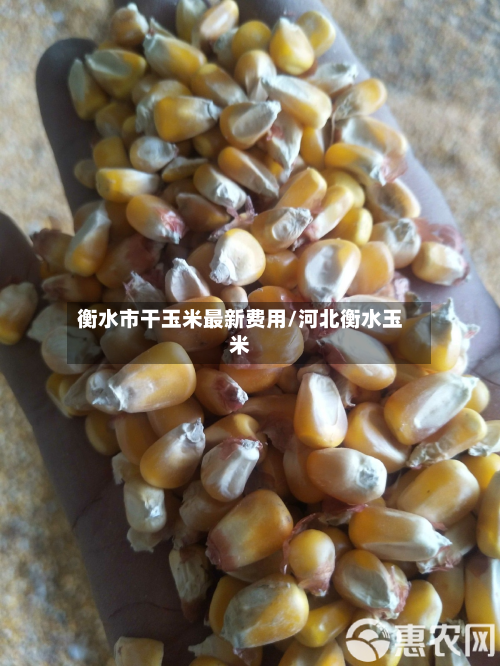 衡水市干玉米最新费用/河北衡水玉米