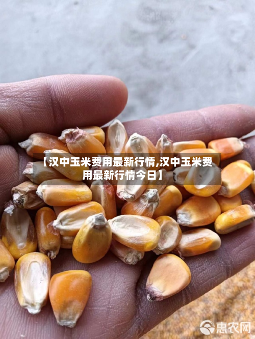 【汉中玉米费用最新行情,汉中玉米费用最新行情今日】-第2张图片